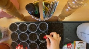 Посев изумрудной дихондры с пикировкой и без,применение HB101 #русскийогород #дихондра #shorts