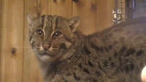 Novosibirsk Zoo Jungle cat Дикий камышовый кот