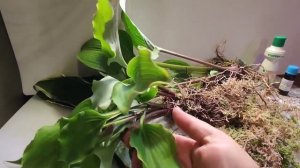 01.09.22 Новые ХОСТЫ ч.1 .Marylin Monroe, Purple Haze, Blue Circle.Обзор покупки.