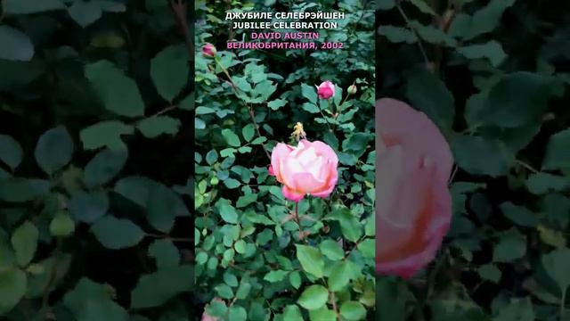 Роза Джубили Селебрейшен в моем саду 4.10.21 г. Austin, UK,2002. Jubilee Celebration Rose. #shorts,