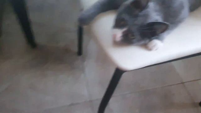 Лежбище морских котиков) смотреть онлайн