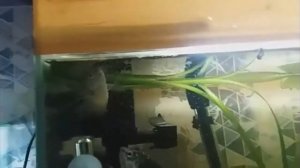 Разведение мраморных гурами