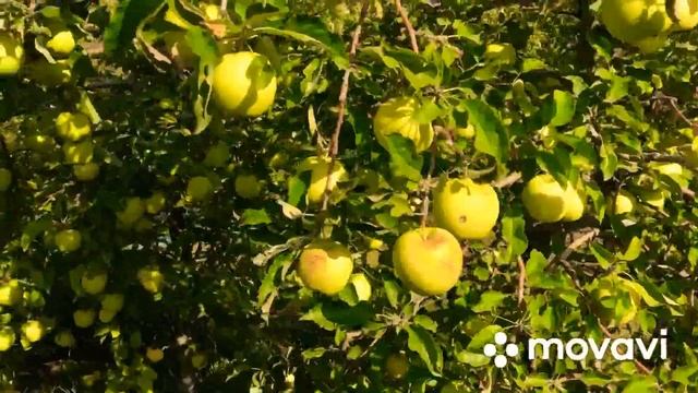 #яблоки #голденделишес Работы в саду в октябре. Сбор яблок Голден Делишес.