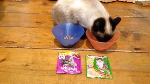 Whiskas vs Kitekat