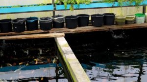 Вуалевые Кои - что это за рыба?