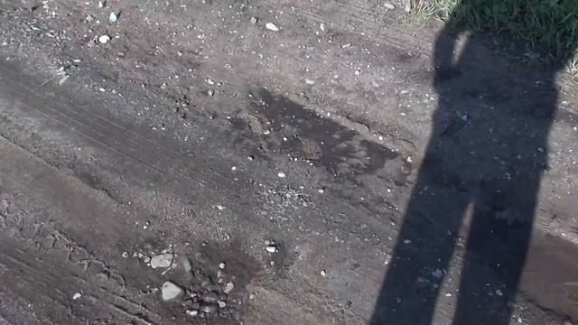 Бабочки капустницы смотреть онлайн