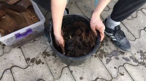 Приготовление корма и кормление червя. Выращивание старателя.