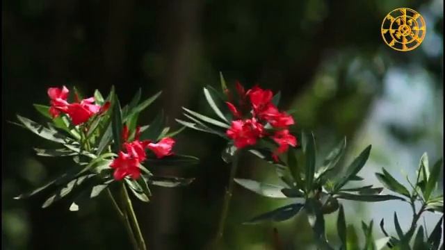 12 июня "ЗМЕИНЫЙ ПРАЗДНИК". Приметы и традиции, что КАТЕГОРИЧЕСКИ НЕЛЬЗЯ делать в этот день. смотреть онлайн