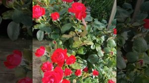 Rose Dominica