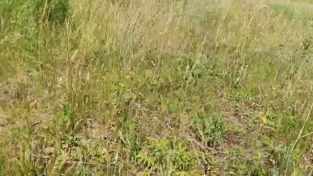 Июльский сбор трав для бани. смотреть онлайн