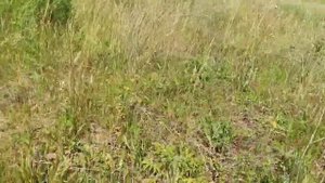 Июльский сбор трав для бани.