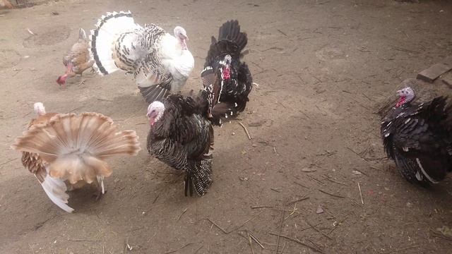 ЗАЧЕМ ИНДЮШКИ ДЕЛАЮТ ЭТО? Красивый танец индейки смотреть онлайн