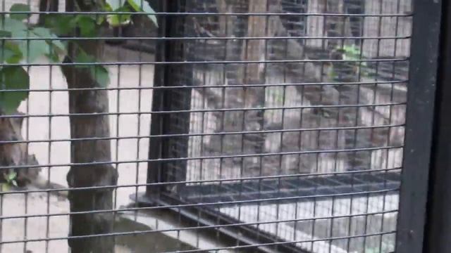 Кошка жоффруа 21.08.18 смотреть онлайн