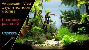 Аквариум "Лес" спустя полтора месяца. Стрижка растений.