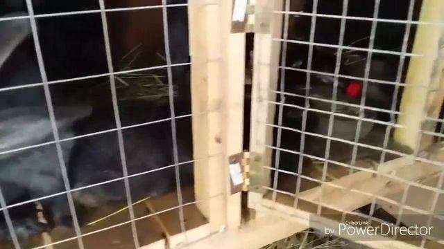 Крольчата дохнутКак охладить крольчатникЖараЧто делать когда крольчатам жарко