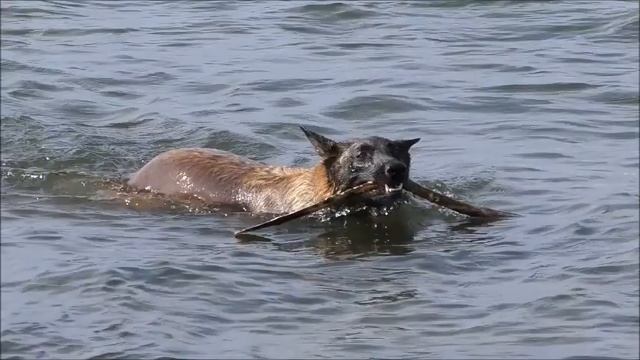 Всемирный День Бездомных Животных 15 августа смотреть онлайн