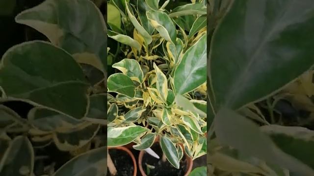 Calamondin with variegated leaves