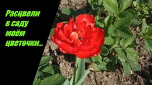 Что растёт в моём саду. Мамордика - экзотика.