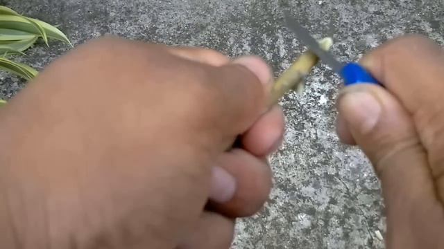 The Most Beautiful Indoor Plant. Dracaena reflexa, Pleomele, Song of India # Bangla смотреть онлайн