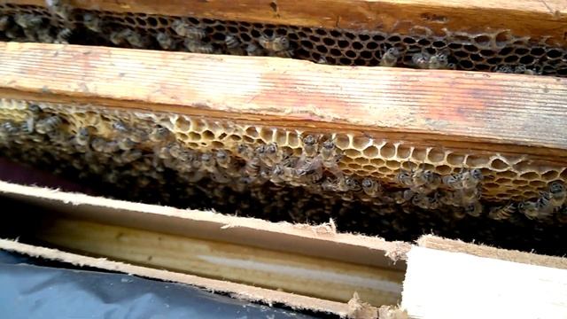 Подсадка матки на расплод на выходе без пчёл. 100% !! смотреть онлайн