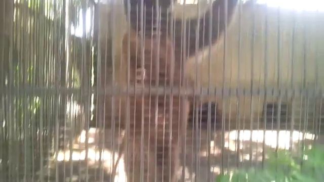 Baku.Zoopark смотреть онлайн