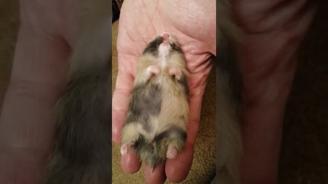 Когда хомяк выйдет на рынок. Хомяк грызет. Когда хомяк выйдет на рынок. Птичий рынок хомяки. Когда хомяк выйдет на рынок.