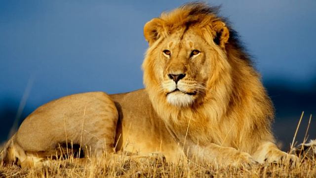 5 Самых Опасных Животных смотреть онлайн