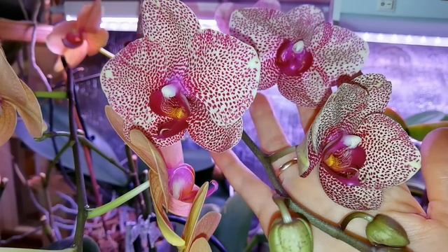 Цветение Орхидеи Взрослые Матроны ОЧЕНЬ большие #phalaenopsis #orchid смотреть онлайн
