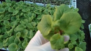 Рассада к 8 марта - новинка. Достаточно ли вы знаете об этом цветке? Обконика - примула.