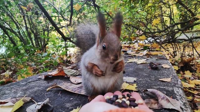 Белочка испугалась лая собаки #squirrel смотреть онлайн