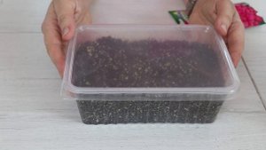 Как посадить ЦИННИЮ на рассаду