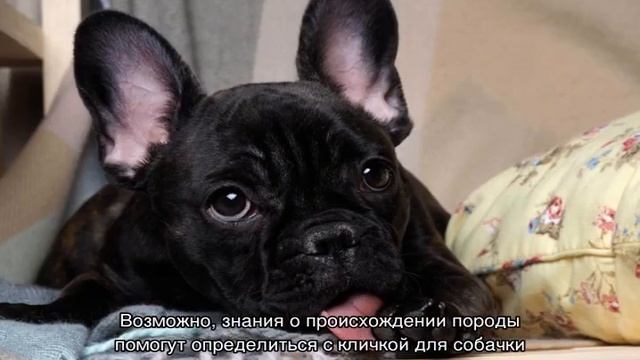 Клички для собак девочек маленьких пород