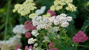 10 ШИКАРНЫХ КРАСИВОЦВЕТУЩИХ МНОГОЛЕТНИКОВ ИЗ СЕМЯН /ОБЯЗАТЕЛЬНО ПОСЕЙТЕ ИХ - НЕ ПОЖАЛЕЕТЕ !