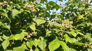 загруженность на кустах ,малина сорт,,Ньюбург,,