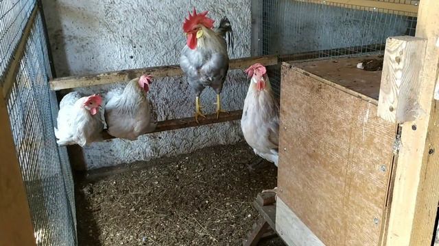 Кролики и породные куры г.Вилейка ,Минская область. смотреть онлайн