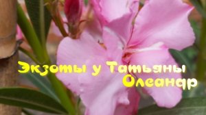 Олеандр, особенности ухода. Размножение черенками, посадка.