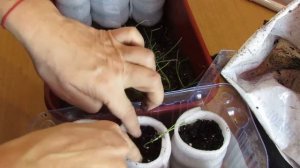 Эксибишен. Пикировка лука эксибишен....