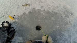 Карась зимой. Ловля карася в феврале