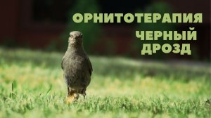 Черный дрозд - орнитотерапия  (лечебное пение птиц)