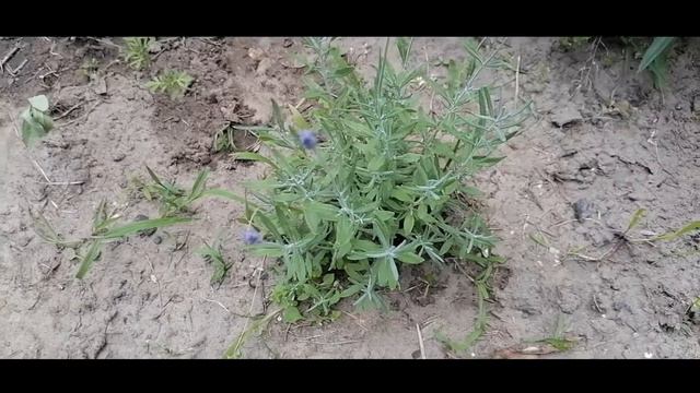 Первое цветение лаванды! Лаванда из семян.