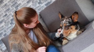 Вельш-корги кардиган | Характер, содержание и воспитание