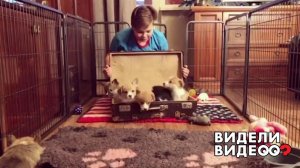 Корги много не бывает. Видели видео? Фрагмент выпуска от 16.02.2020