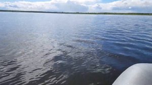 Лодка Кайман 330 Honda BF- 5 л.с.