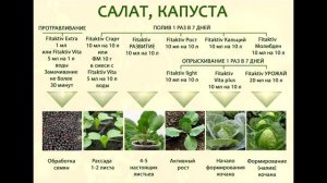 Салат и капуста / Схема применения препаратов FITAKTIV