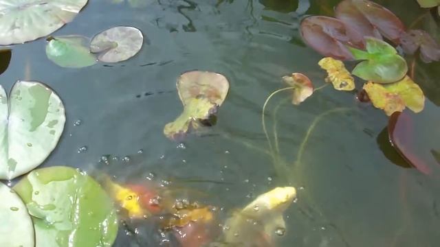 КУПИЛИ ШИКАРНЫЕ ВОДНЫЕ ЛИЛИИ, ПРИЖИЛИСЬ И ЦВЕТУТ В МИНИПРУДУ! КРАСНАЯ И ГОЛУБАЯ КУВШИНКИ! смотреть онлайн