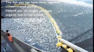 Пластиковые бутылки и загрязнение океана