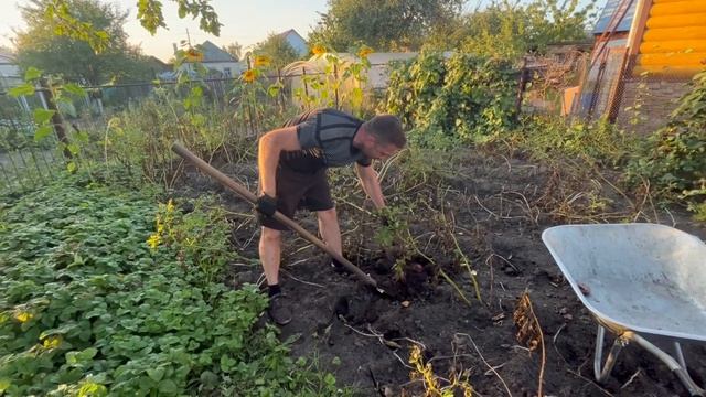 Как и когда копать картошку, правильно хранить в 2023 году, хитрости и секреты смотреть онлайн