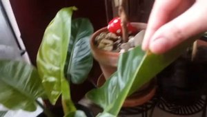 филодендрон " Imperial green", philodendron