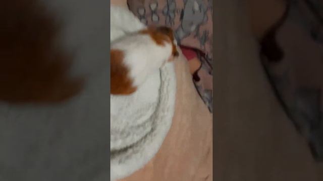 Распаковка лежанок для морских свинок? смотреть онлайн