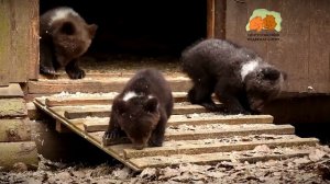 Медвежата из центра спасения медвежат-сирот впервые вышли в лес